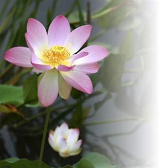 lotus flower home